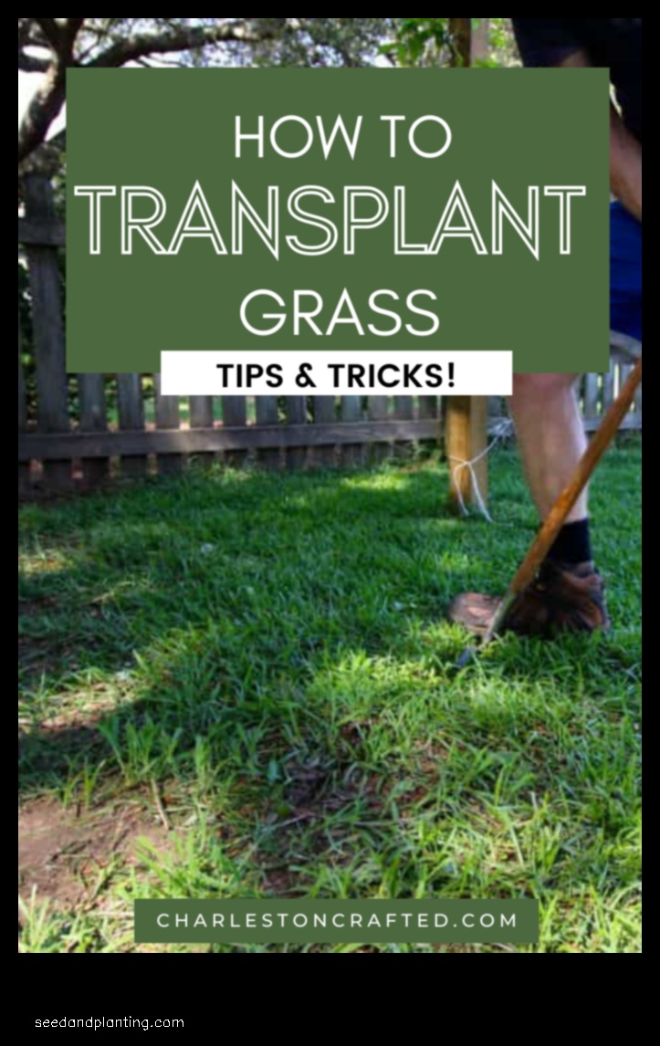 can grass be transplanted