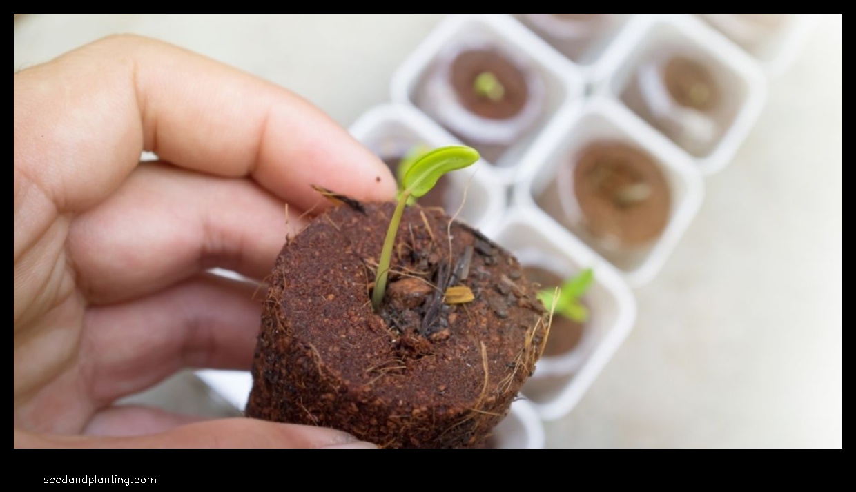 how to germinate seeds for hydroponics without rockwool