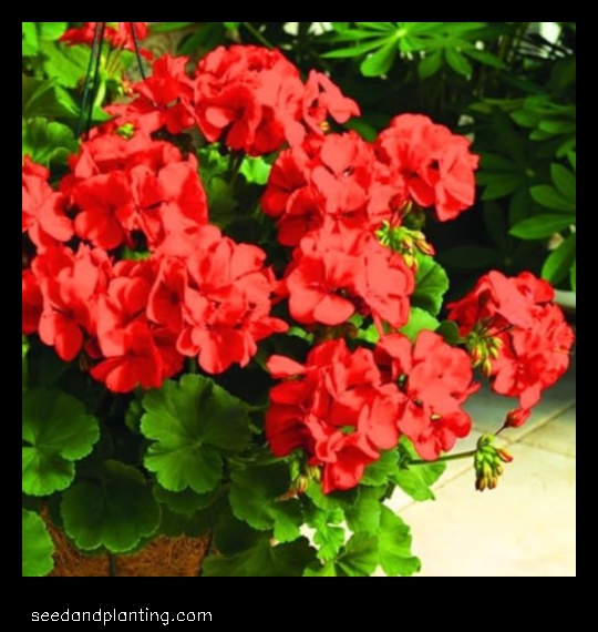 what not to plant with geraniums
