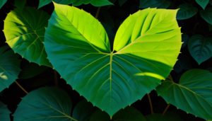 Meet the Plant with Heart-Shaped Leaves